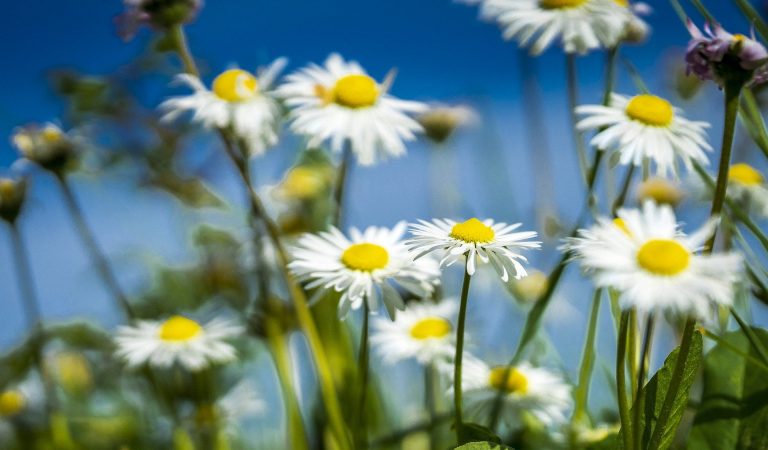 Social Ads – jak wykorzystać potencjał mediów w tworzeniu płatnej reklamy